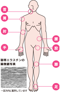 体内の靭帯の分布 イメージ